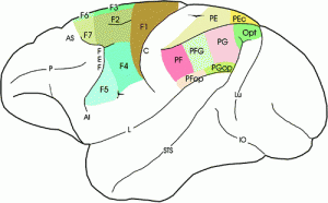 Зона F5 в мозгу макак