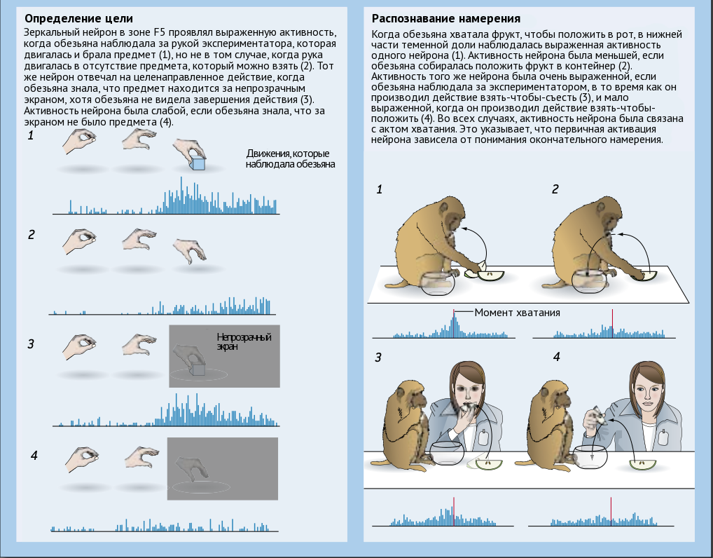 Зеркальные нейроны картинка